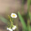 道端の花