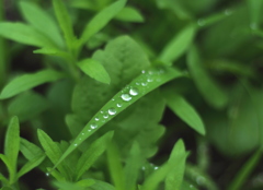 朝露