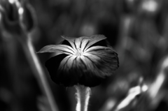 花モノクロ