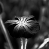 花モノクロ