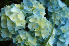 紫陽花