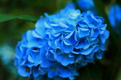 紫陽花