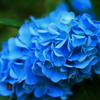 紫陽花