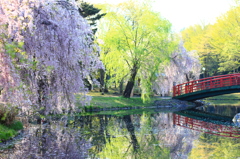 しだれ桜