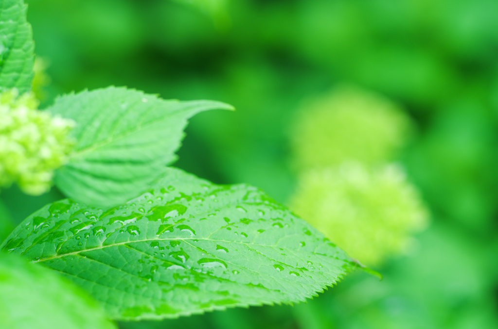花待ち雨