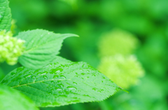 花待ち雨