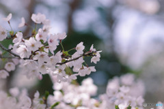 sakura1