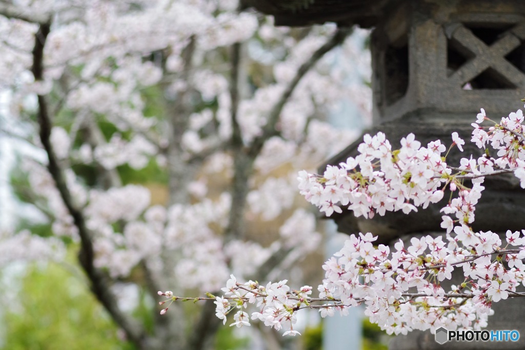 桜1