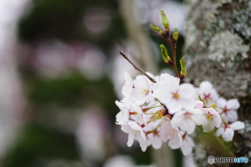 桜2