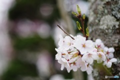 桜2