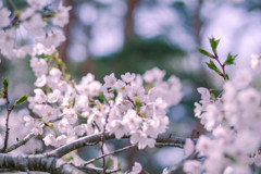 ｓａｋｕｒａ2