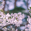 ｓａｋｕｒａ2