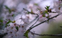 sakura3