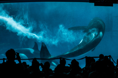 名古屋港水族館