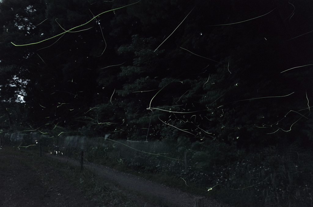四季の森公園の蛍２　2015-05-30