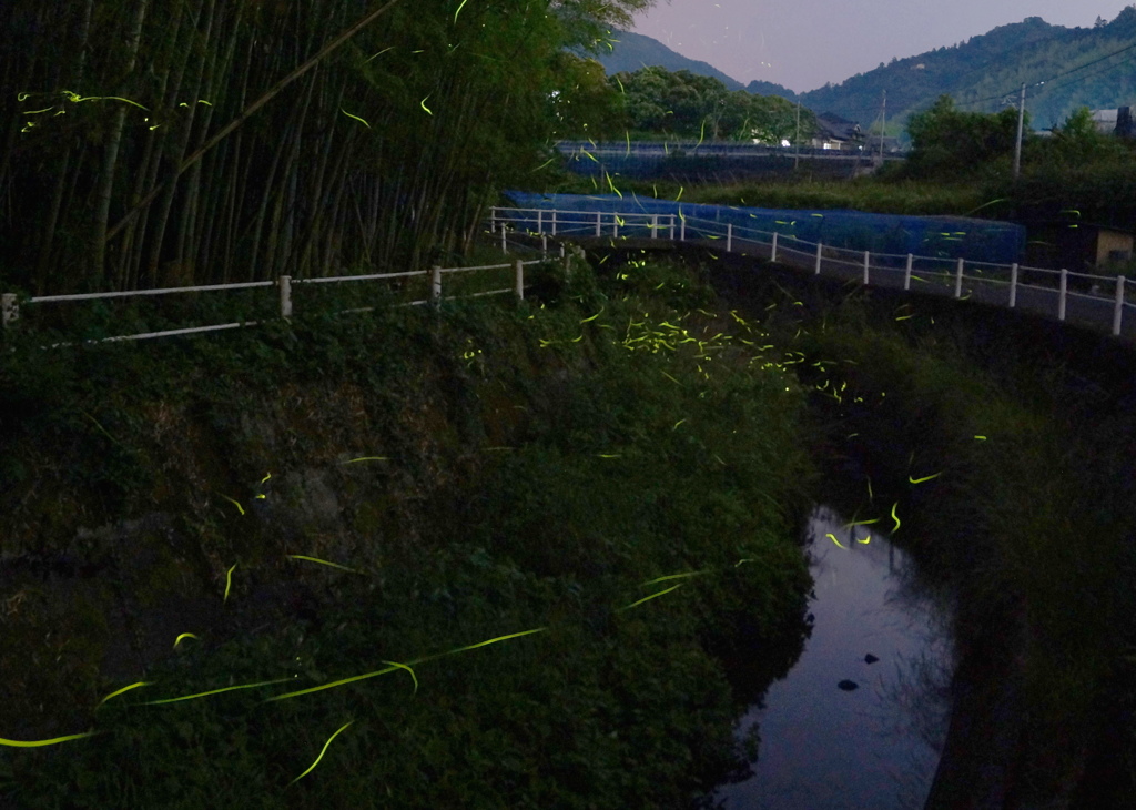 川を飛ぶホタル