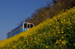 菜の花とディーゼル