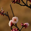 白梅