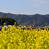 菜の花