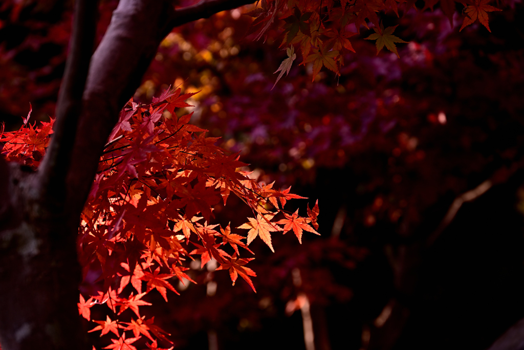 紅葉