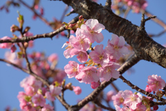 河津桜
