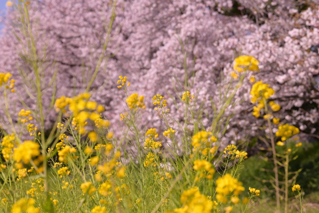 菜の花と桜