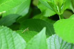 カマキリ