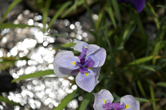 花菖蒲