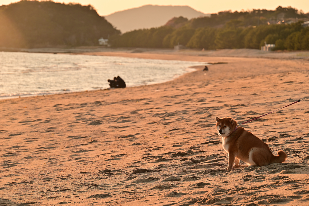 夕暮れの浜辺