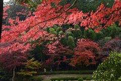 紅葉