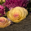 花手水
