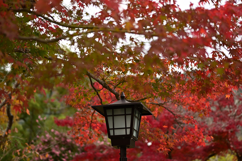 紅葉
