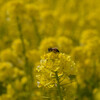 花に夢中