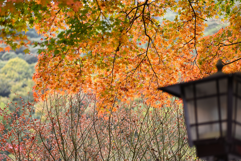 紅葉