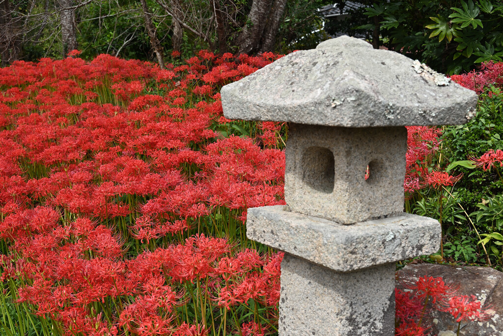 彼岸花