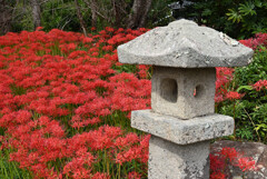 彼岸花