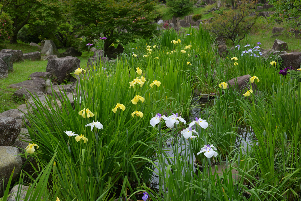 花菖蒲