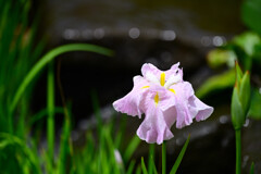 花菖蒲