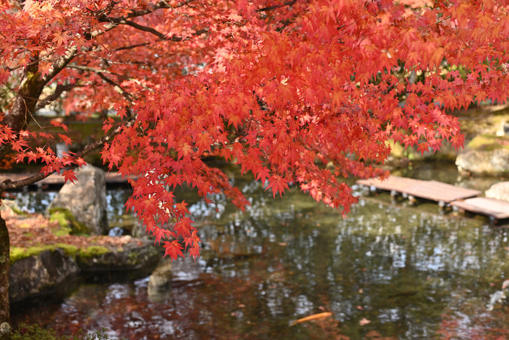 紅葉