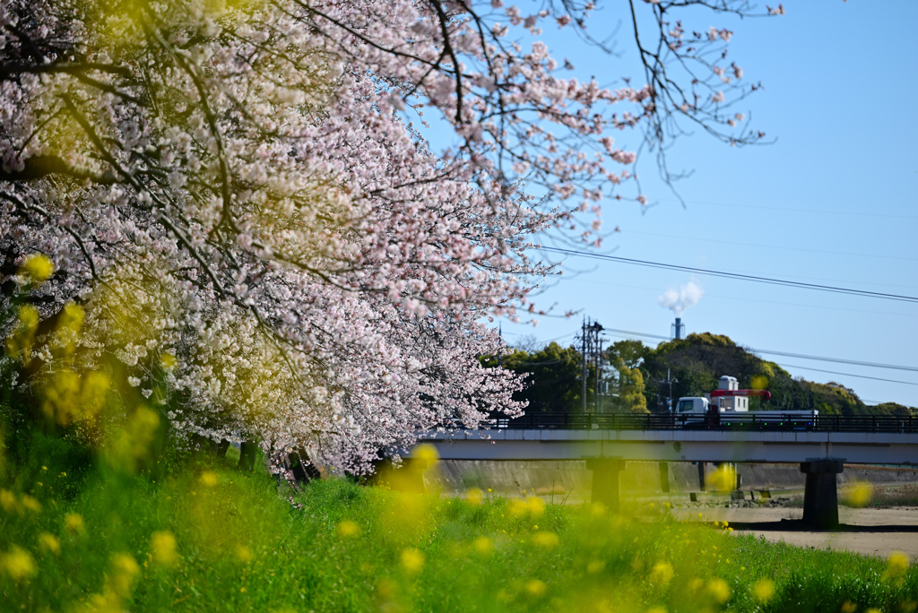 菜の花と桜