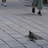 鳩
