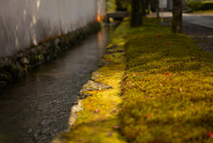 水路と苔