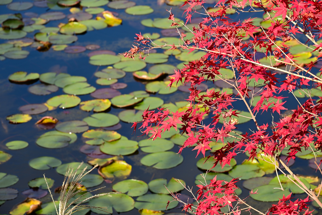 紅葉と池