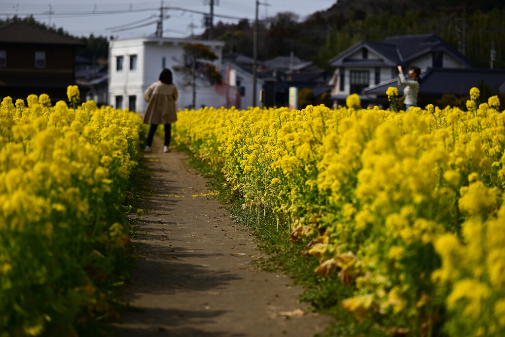 菜の花ロード