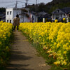 菜の花ロード