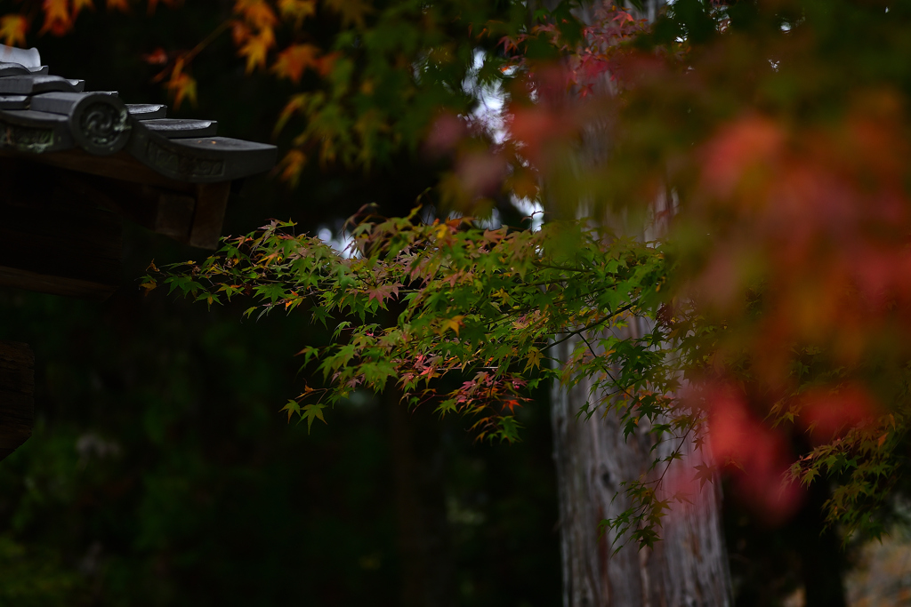 紅葉