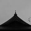 飛び立つ