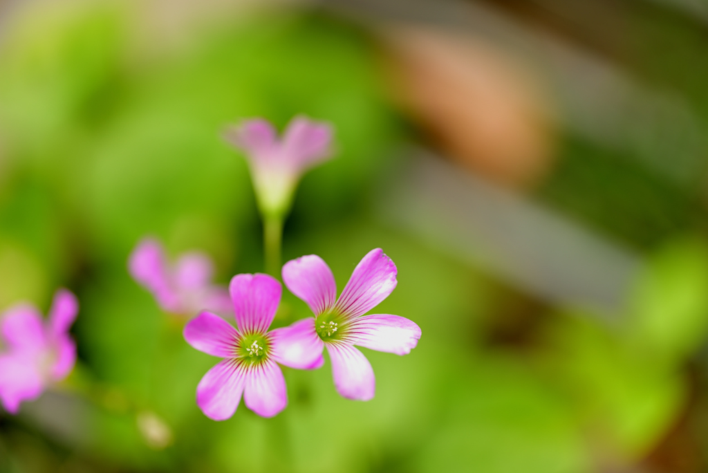 小さな花