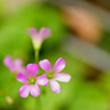 小さな花
