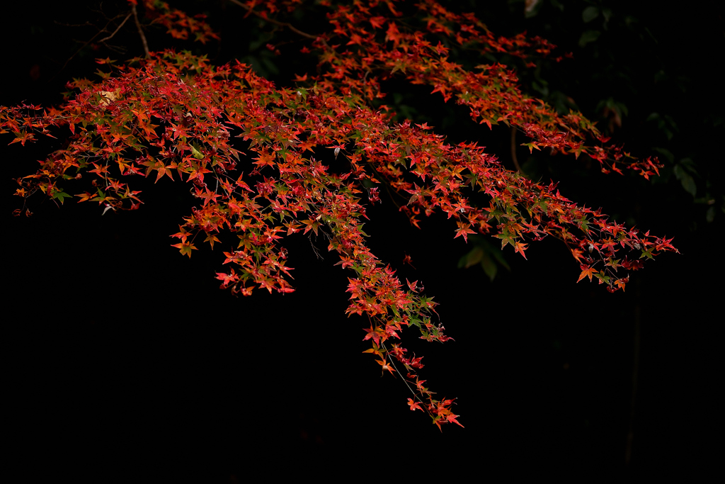 紅葉